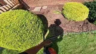 satisfying bush trim