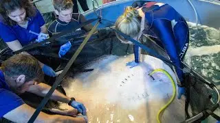Dyrepassere tager s&aelig;dpr&oslash;ver fra 120 kg. store rokker
