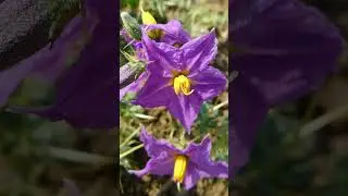 🌻⁸☆&bull;⁴◇⁷■&sup1;⁰ Kantakari, Surattense Nightshade (Solanum virginianum) in Nightshade Family (Solanaceae)