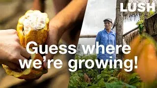 Lush Cosmetics: Regenerative Farming in Guatemala