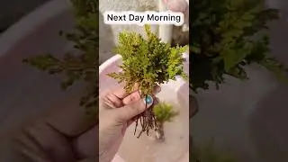 Sanjivani booti plant🪴#plants #plantpropagation #growth #aesthetic #garden #gardening #plantlover