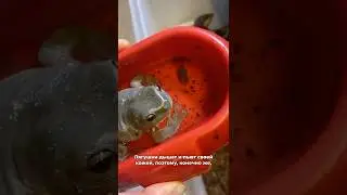 Самая опасная ошибка владельца лягушки питомца