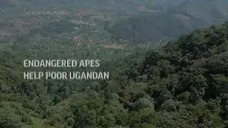 Endangered apes help poor Ugandan community thrive