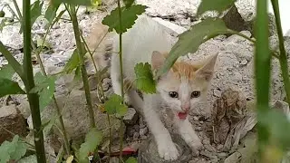 Mother Cat Maya And Her Only Left Kitten
