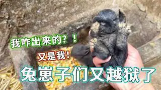 不出所料兔崽子们今天又越狱了！好巧不巧又是他们两个，究竟是咋出来的呢？！【天下一场梦】
