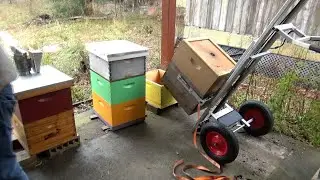 Buying bees? What do you get for your money?