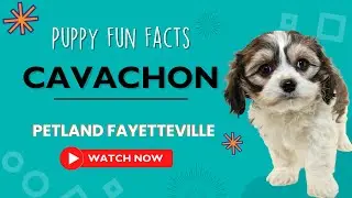 Everything you need to know about Cavachon puppies!