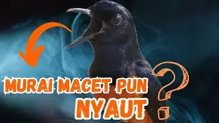 PANCINGAN MURAI BATU AMPUH MENJADIKAN MURAI BATU GACOR AUTO LANGSUNG CEPAT NYAUT BUNYI GACOR