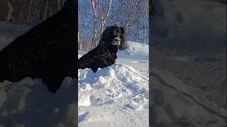 Отдам шнекоротор бесплатно #суперсобака