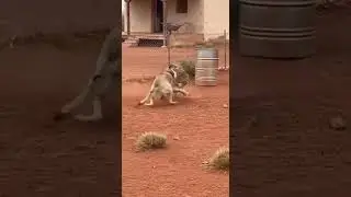 ANATOLIAN APPEARS OUT OF NOWHERE AND STOPS COYOTE ATTACK 🌵