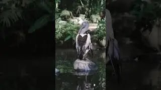 Bird video||Australian Pelican Bird||#shorts #bird #pelican