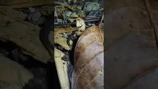 belongs to the phylum Polychaeta