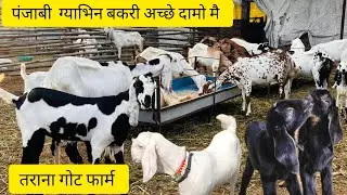 Full Size Loded punjabi Bakri |Punjabi Breeding setup At Tarana Goat farm M.P