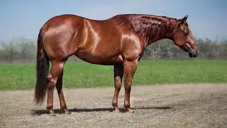 Whoodoo Voodoo aka 