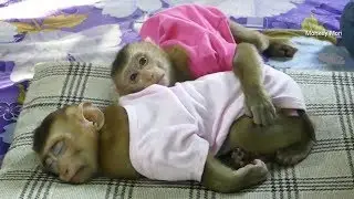 Monkey Baby Mori Sleep Hug Dodo To Get Warm In Cool Weather