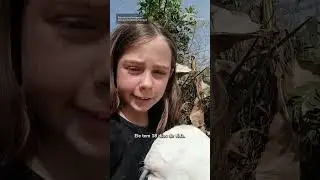 Menina viraliza ao comprar filhote de bezerro com R$ 50 que ganhou da m&atilde;e #shorts