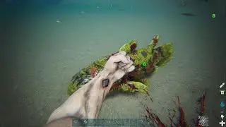 Coelacanth