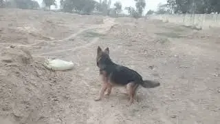 German Shepherd Double Code 