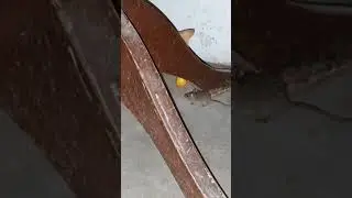 Mouse on the Run: Cat's Big Chase 😂