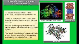 Ch 10 - Microbes in Human Welfare | Chemicals ,enzymes and other bioactive molecules