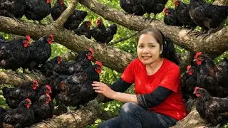 Harvesting 1000+ Wild Chicken Sell At The Market  Easy It Is To Harvest Wild Pineapples From Cliffs