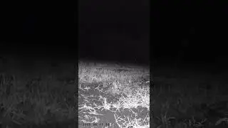 animal world #shortsviral #interesting #nature