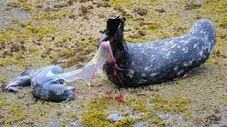 Mother Sea Lion Giving Birth On The Shore | Reproduction Live