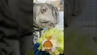 Cats eat vegetables#cat #cateat #funnyvideos #foryou #shorts