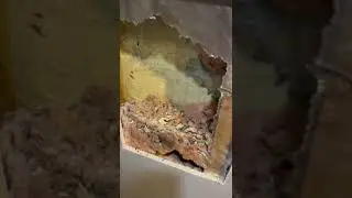 Uncovering a Hidden Rat Nest: Icon Pest Control to the Rescue!