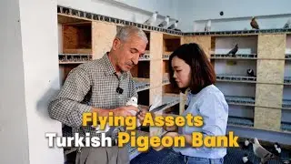 Flying Assets - Turkish Pigeon Bank       #PigeonHotel #Inflation #T&uuml;rkiye #UniqueInvestment