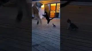 TIGER vs ANGRY MOM CAT: The Outcome Will Shock You! 😱