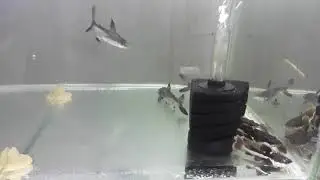 CALLYSTA AQUARIO - ikan predator Gengiskhan, RTC dan LPC