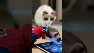 SPIDER-CAT: The Case of the Stolen Snacks! 🕵️&zwj;♂️🕷️ #spiderman  #shorts  #catboss#funny