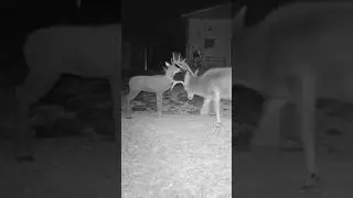 MULEY DESTROYS TARGET 🦌 #365PURSUIT #MULEDEER #TRAILCAM #MULEY #BUCKFIGHT #RUT #FIGHTING #WILDLIFE