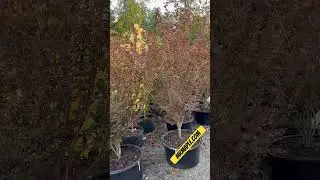 Rare Dwarf Red Japanese Maple! Acer palmatum &lsquo;Jim&rsquo;s Memory&rsquo; MrMaple.com #gardening #japanesemaple