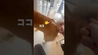 しっぽ収納ポケットが搭載された柴｜PECO