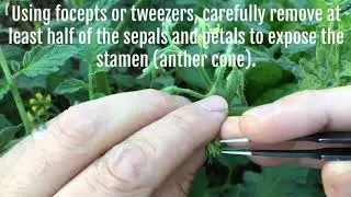 Cross-pollinating Tomatoes by Hand (condensed version)