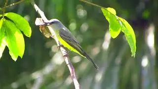 Tropical Kingbird with large Dragonfly, Chaskwasi-Manu, Salvacion. Peru. June 2017