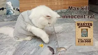 Max killed a rat | Max becomes a criminal 🙀 Rehan & Max