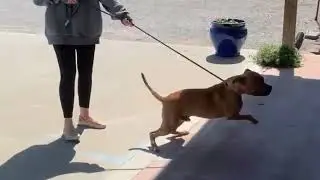 The Dog Wizard in Ashland, Kentucky Gets Results!