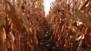Texas State Soil - Houston Black Clay