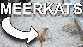 Axe Valley Wildlife Park Vlog