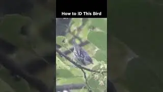 Can you identify this small blue bird?