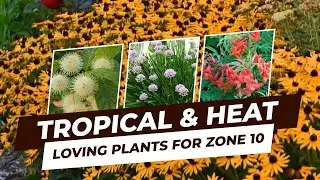 Tropical & Heat Loving Plants for Zone 10