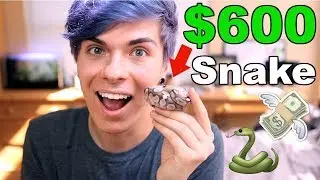 I Spent $600 on a Ball Python