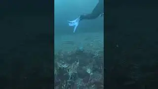 Diving with seals . Isle of man July 24