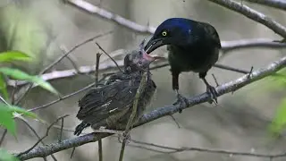 Quiscalus quiscula  COMMON GRACKLES vocalizing, preening, feeding chicks 9077283