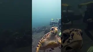 Lovely Turtle 🫶 #turtle #turtlevideos #schildkr&ouml;te #schildpad #uw #uwvideo #divebali #share #scuba
