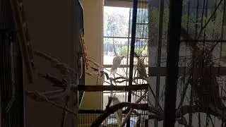 Australian Budgies Flying Slow Motion #shorts