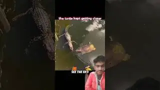 Turtle Keeps Stealing Food... Alligator Plans Perfect Revenge